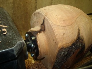 soft spot where an old branch had tried to grow soft spot where an old branch had tried to grow