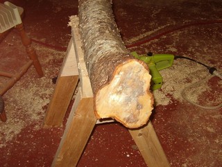 birch stump chosen for turning wood