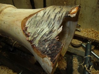 stringy bark to contend with