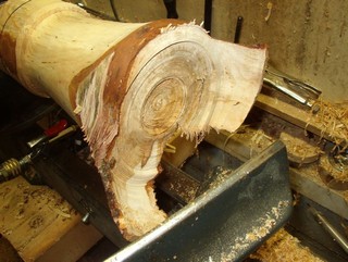 The wings are beginning to form