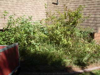  garden needed serious work 