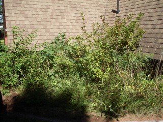  garden needed serious work 