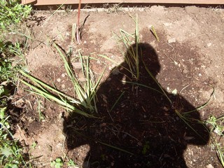  the Siberian iris on the left of the bed 
