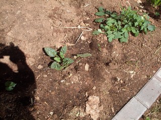  we call this perennial William and Mary