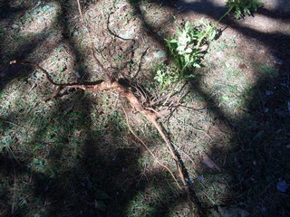  a section of wild rose 