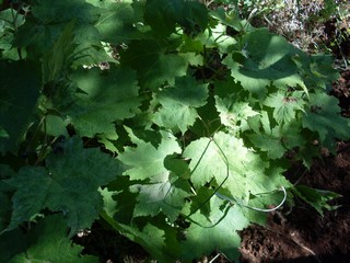 perhaps perennial common mallow 