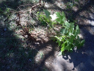  picture of its extensive root system 