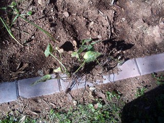 a couple of William and Mary transplants