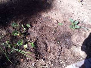 a good watering will likely allow them to thrive 