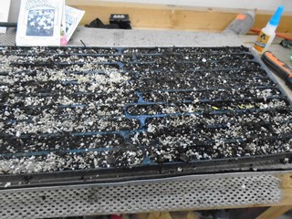 lay the seeds down on the surface of the mix  
