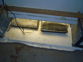 seedlings are given their own heating pad and humidity dome  
