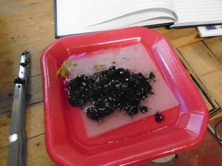  moving seedlings to a foam dish for separation 