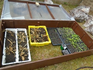  here they are in the cold frame 