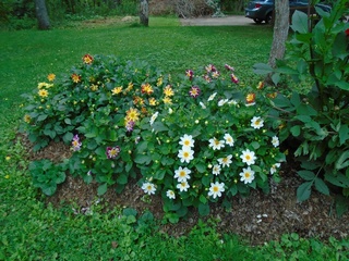  dahlias from seed got planted in a bed  