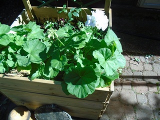 One of the geraniums from seed turned out to be a gorgeous white  