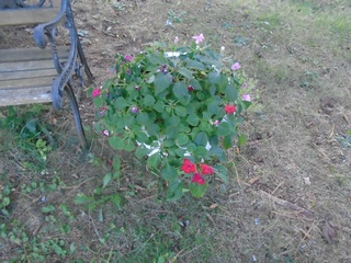  impatiens form seed   