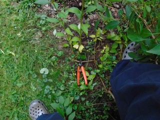 secatures are on top of the stem which will be cut to sparate it from the mother plant