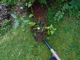 a nice root system and a nice root ball.