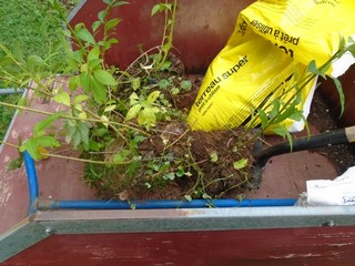  a few more forsythia are selected