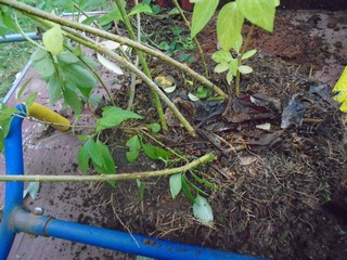  I have plenty of material for the new bed