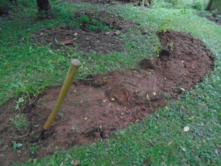 holes are dug for each transplant shrub