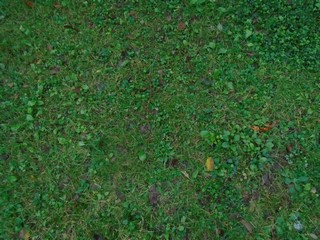 the lawn is a mix of grasses, clover, wildflower and weeds the lawn is a mix of grasses, clover, wildflower and weeds
