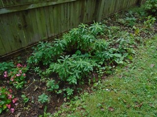 daphne bushes and a beauty ot have around daphne bushes and a beauty ot have around