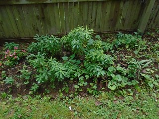 slightly softer green on the new growth of the mother plant slightly softer green on the new growth of the mother plant