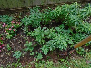 levering to loosten the plants levering to loosten the plants