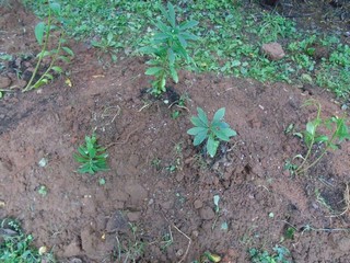 move them like bare root stock move them like bare root stock