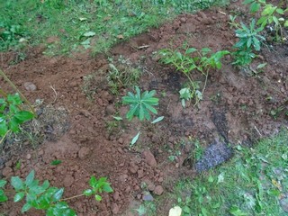 couple of daphne bushes between each forsythia couple of daphne bushes between each forsythia