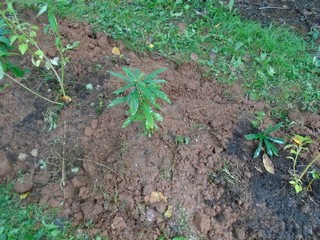 between a couple of the forsythia between a couple of the forsythia