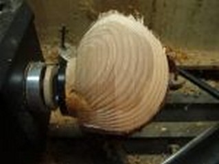 contrast with the heart and sap wood  contrast with the heart and sap wood