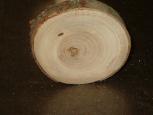 wood turning mushroom image