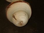 wood turning mushroom image