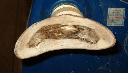 woodturning angel wing image