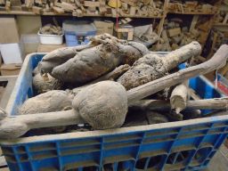  burls from a dead spruce, victim of bark beetle  