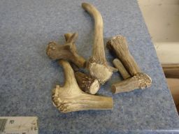  Some antler waiting for whatever.   