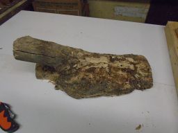   pin cherry burl 